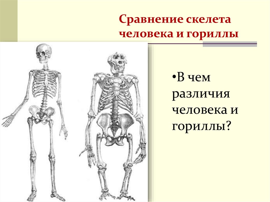 Выберите особенности строения скелета изображенного на рисунке