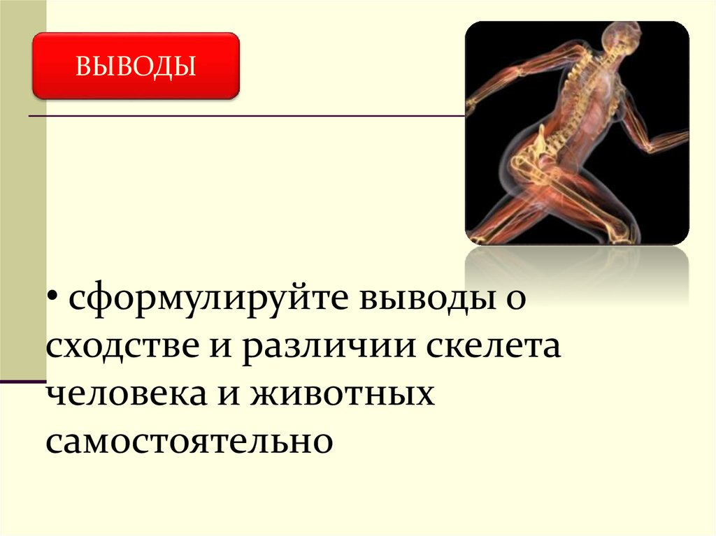 Отличие человека от животного скелет. Опорно-двигательная система человека. Заключение про скелет. Вывод о значении скелета человека.