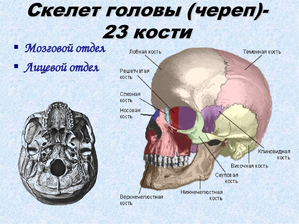 Скелет головы (череп)- 23 кости