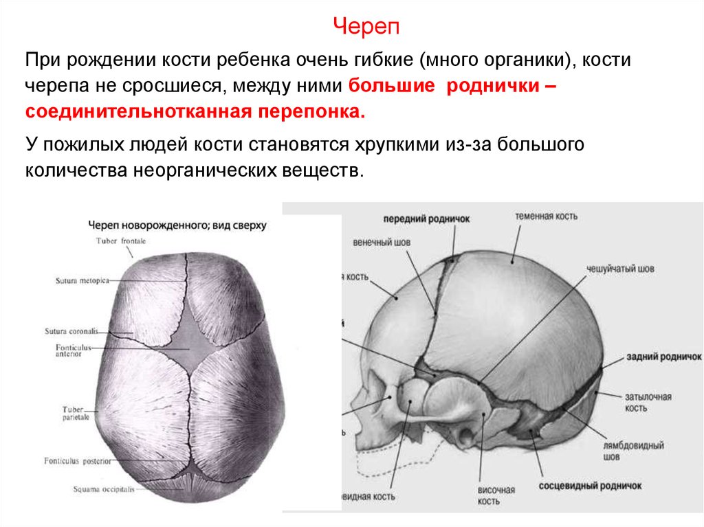 Швы и роднички черепа