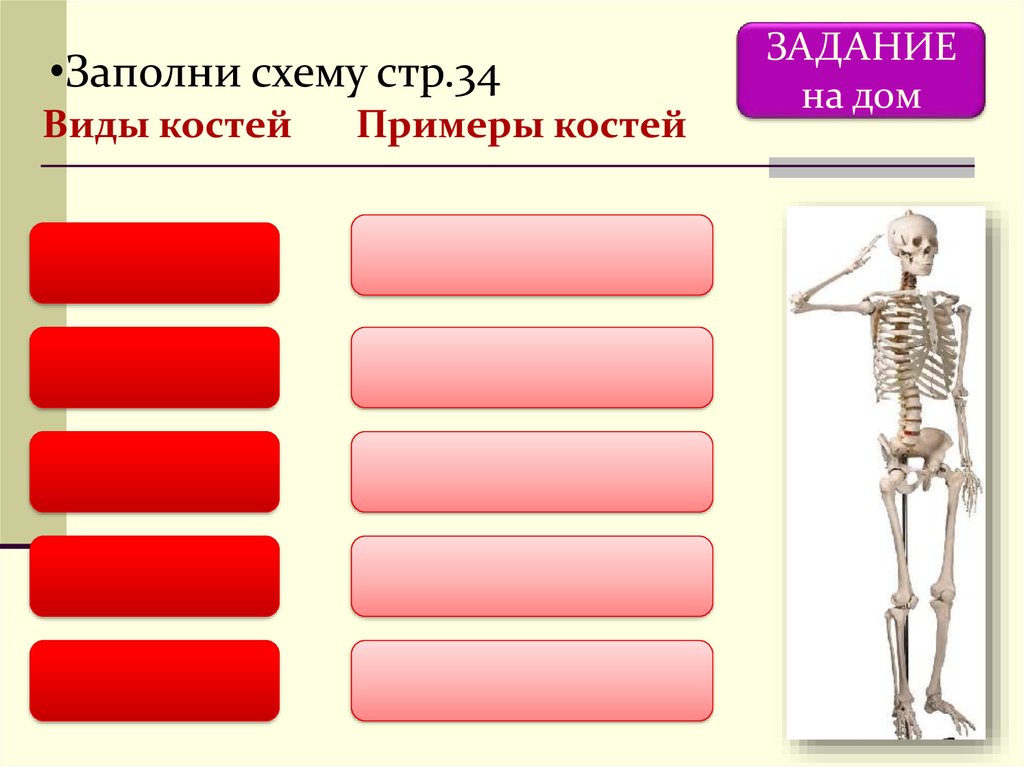 Типы костей с примерами. Опорно двигательная система. Задания по костям. Примеры костей. Типы костей в скелете человека.