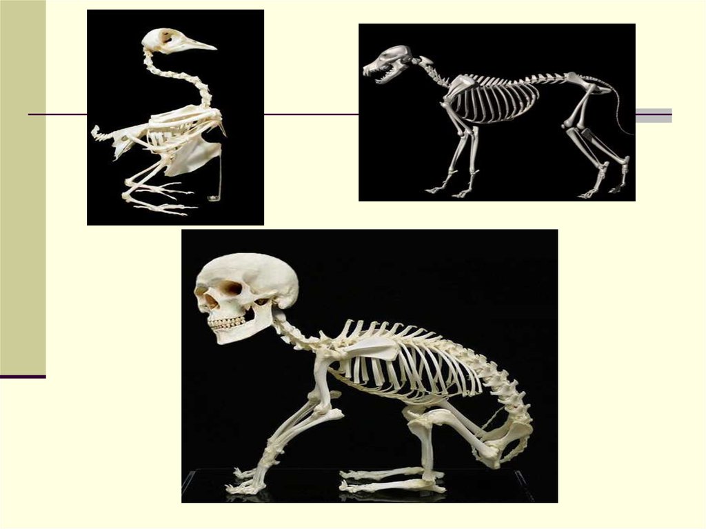 Внутренний скелет главный. Анатомия опорно двигательная система скелет. Эволюция опорно-двигательной системы животных. Опорно двигательная система животные. Скелетные системы животных.
