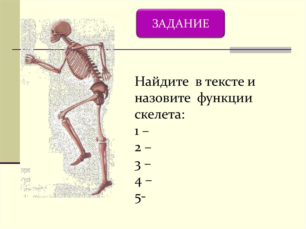 Значение скелета человека