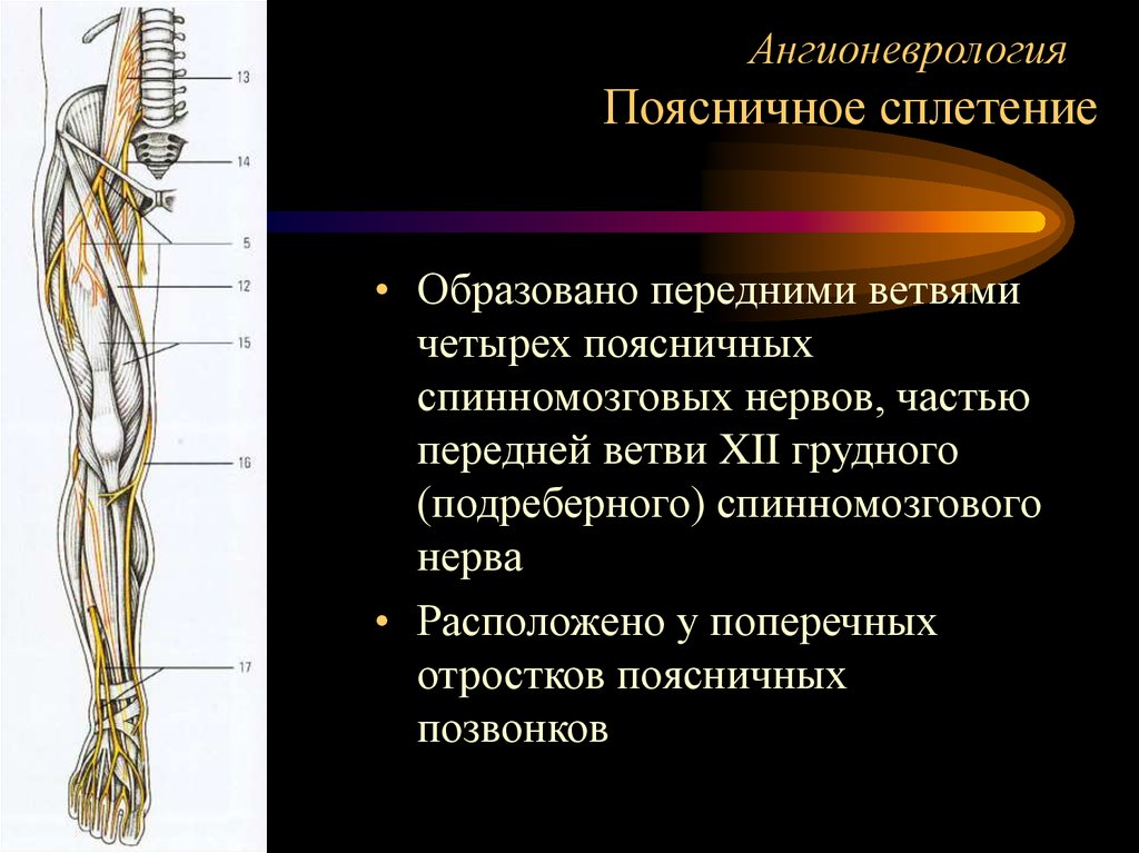 Поясничное сплетение область. Поясничное сплетение анатомия. Ветви поясничного сплетения. Поясничное нервное сплетение. Мышечные ветви поясничного сплетения.