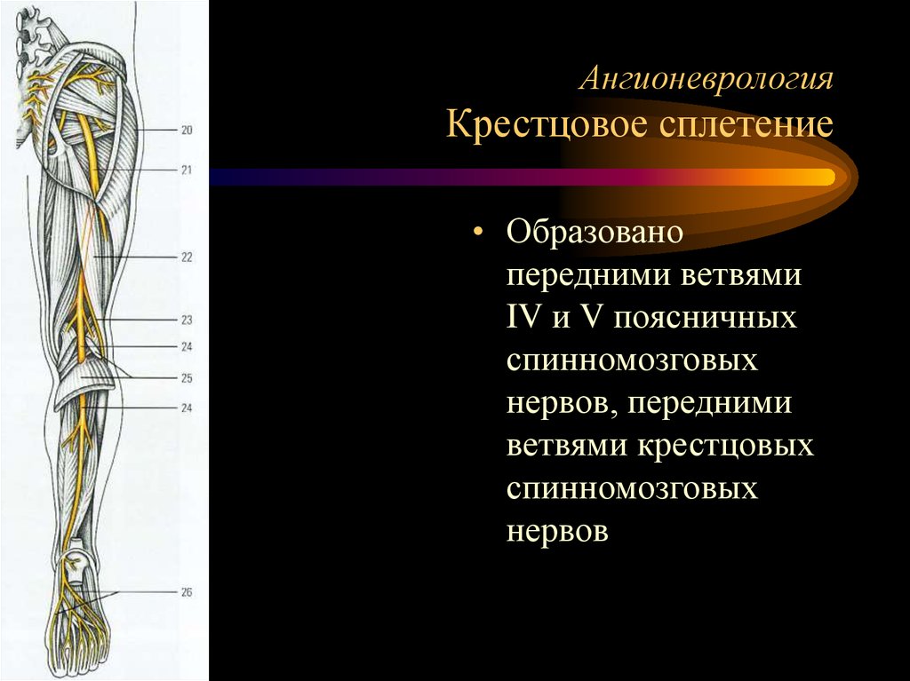 Крестцовое сплетение