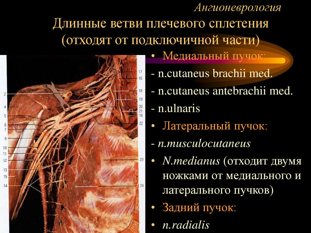 Пучки плечевого сплетения. Подключичная часть плечевого сплетения. Плечевое сплетение нервов сзади. Плечевое сплетение анатомия препараты. Плечевое сплетение подключичная часть анатомия.