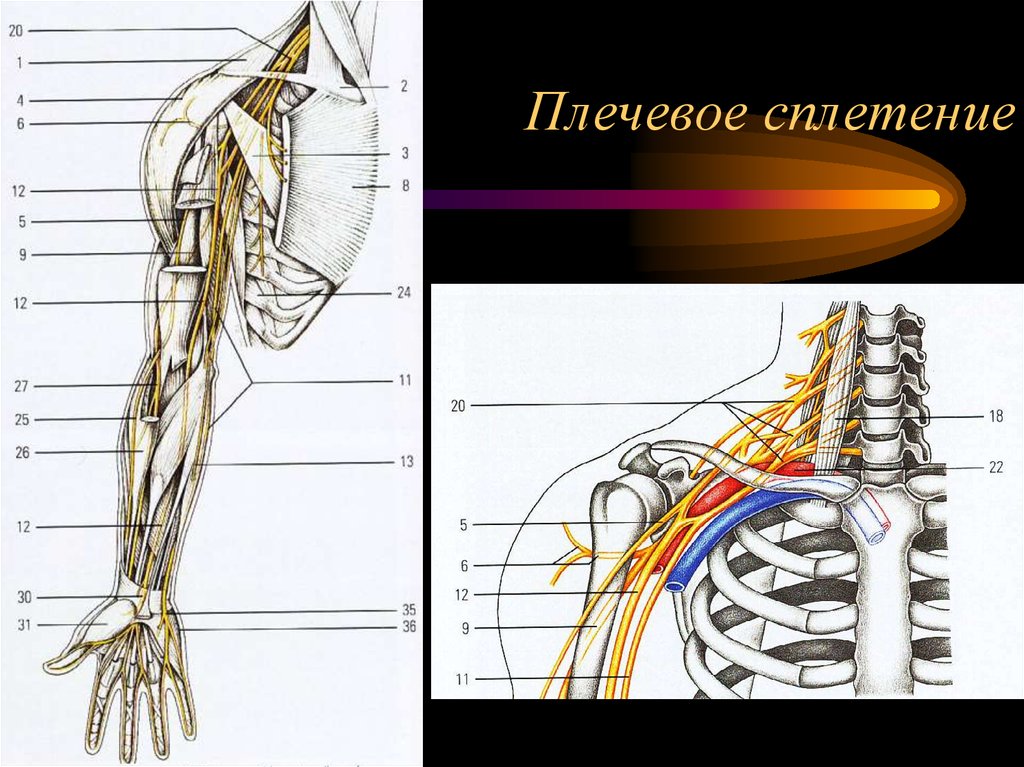 Сплетения анатомия. Плечевое сплетение топографическая анатомия. Плечевое сплетение иннервация. Нервы плечевого сплетения топография. Нервы плечевого сплетения анатомия.
