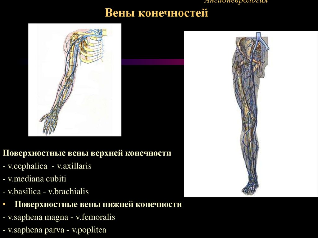 Вены верхних и нижних конечностей