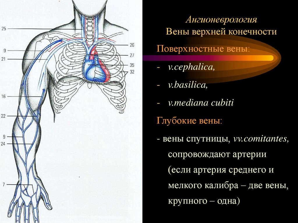 Вен верхних конечностей. Вена базилика анатомия. Вена базилика верхней конечности. Вены спутницы верхней конечности. На верхней конечности две вены-спутницы не сопровождают артерию.