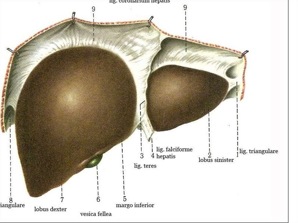 Связки печени. Круглая связка печени (Lig. Teres hepatis):. Диафрагмальная поверхность печени анатомия. Круглая связка печени – Ligamentum Teres hepatis.