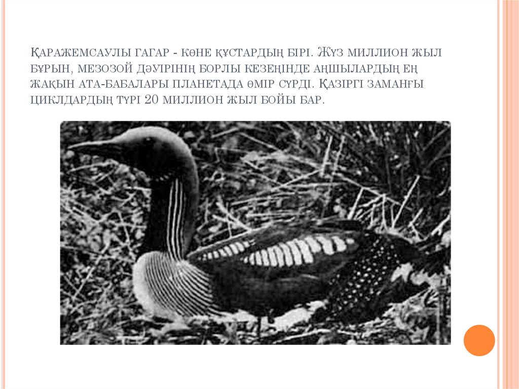 Қаражемсаулы гагар - көне құстардың бірі. Жүз миллион жыл бұрын, мезозой дәуірінің борлы кезеңінде аңшылардың ең жақын