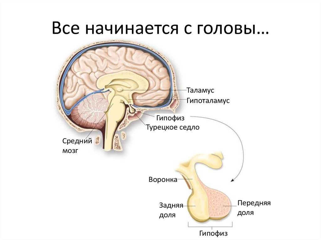 Турецкое седло в головном мозге где находится картинка