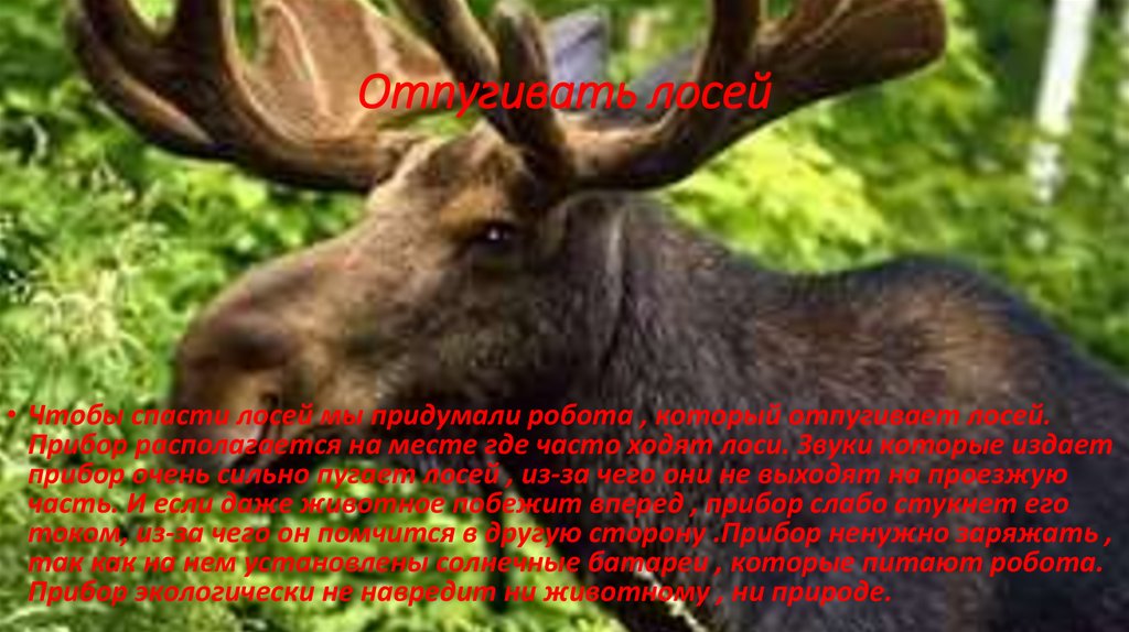 Отпугивать лосей