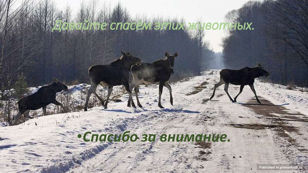 Давайте спасём этих животных.