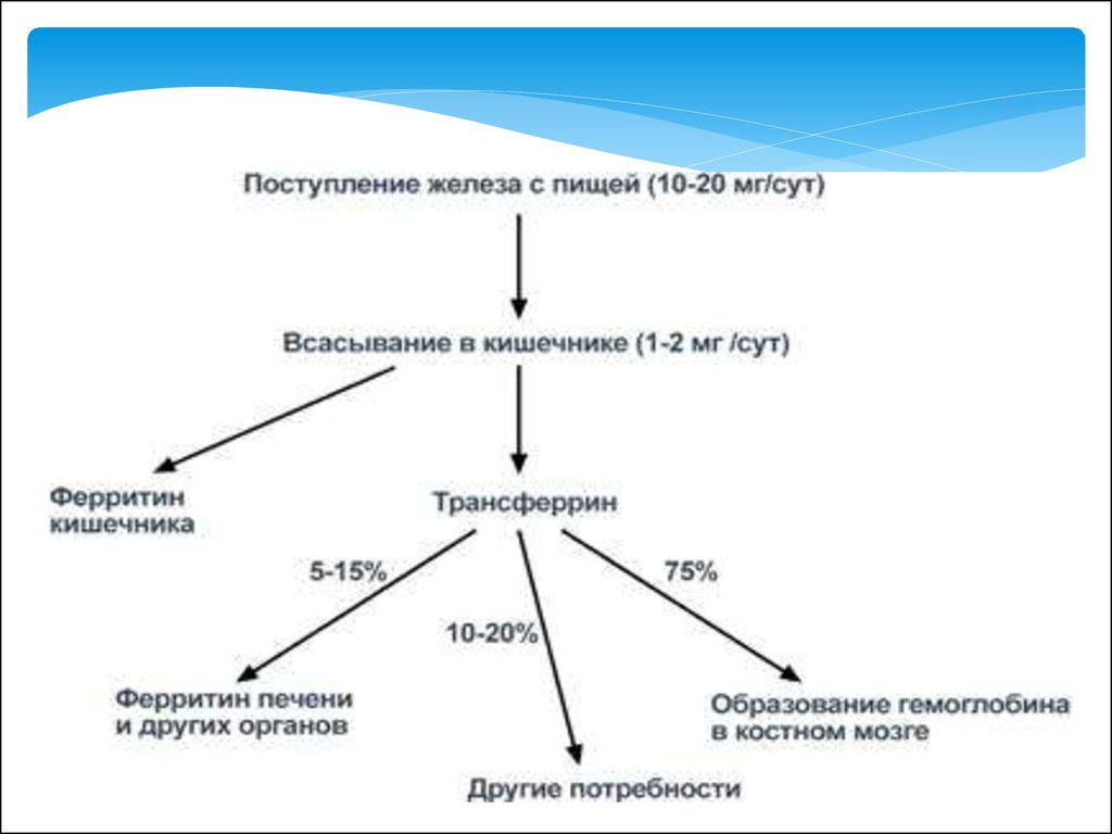 Функции железа в организме