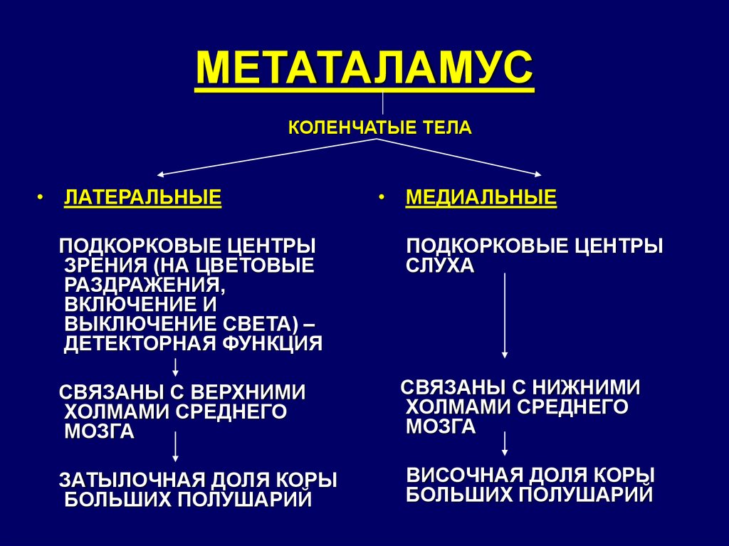 Коленчатые тела мозга. Метаталамус коленчатые тела. Метаталамус промежуточного мозга функции. Метаталамус анатомия строение. Метаталамус структуры и функции.