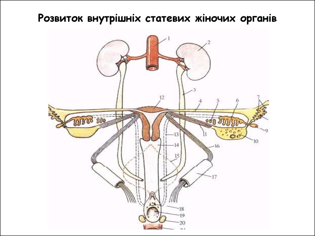Розвиток внутрішніх статевих жіночих органів