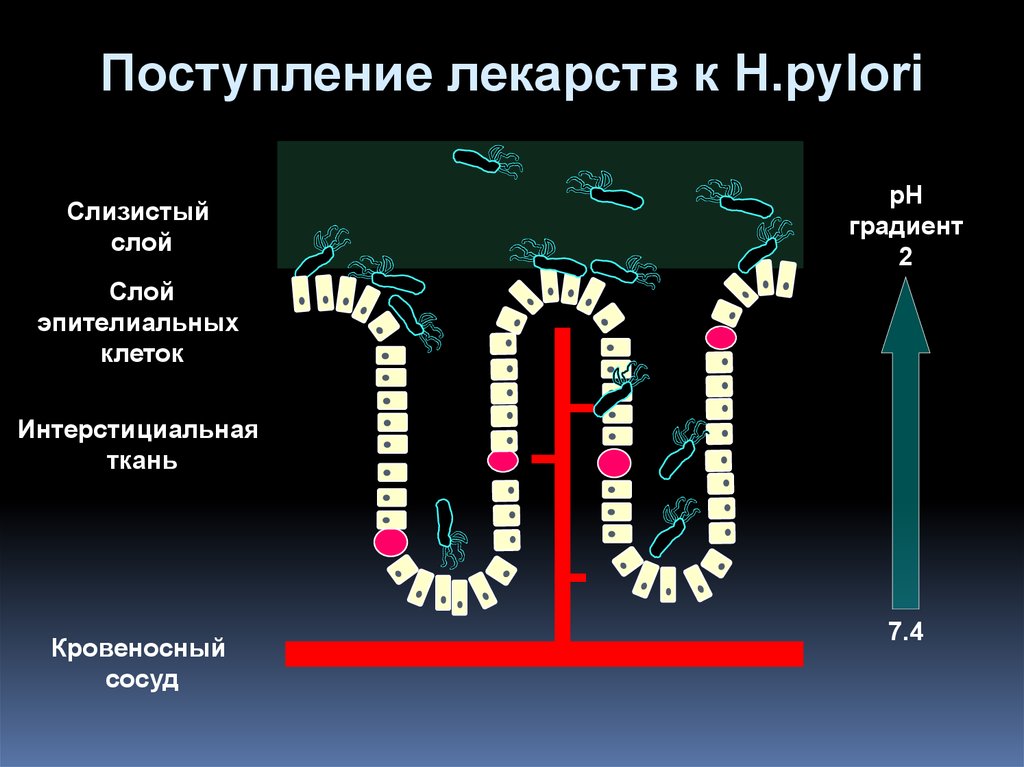 Поступления препарат