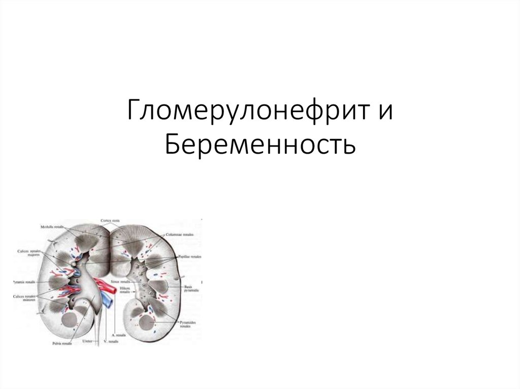 Для ультразвуковой картины почек при остром гломерулонефрите будет характерно