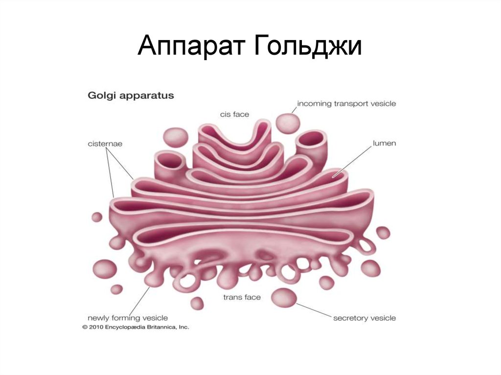 Синтез гольджи. Комплекс Гольджи аппарат Гольджи строение. Комплекс аппарат Гольджи строение. Аппарат Гольджи строение рисунок. Строение аппарата Ходжи.