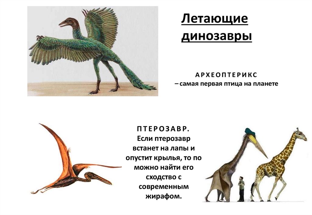 Летающие динозавры презентация