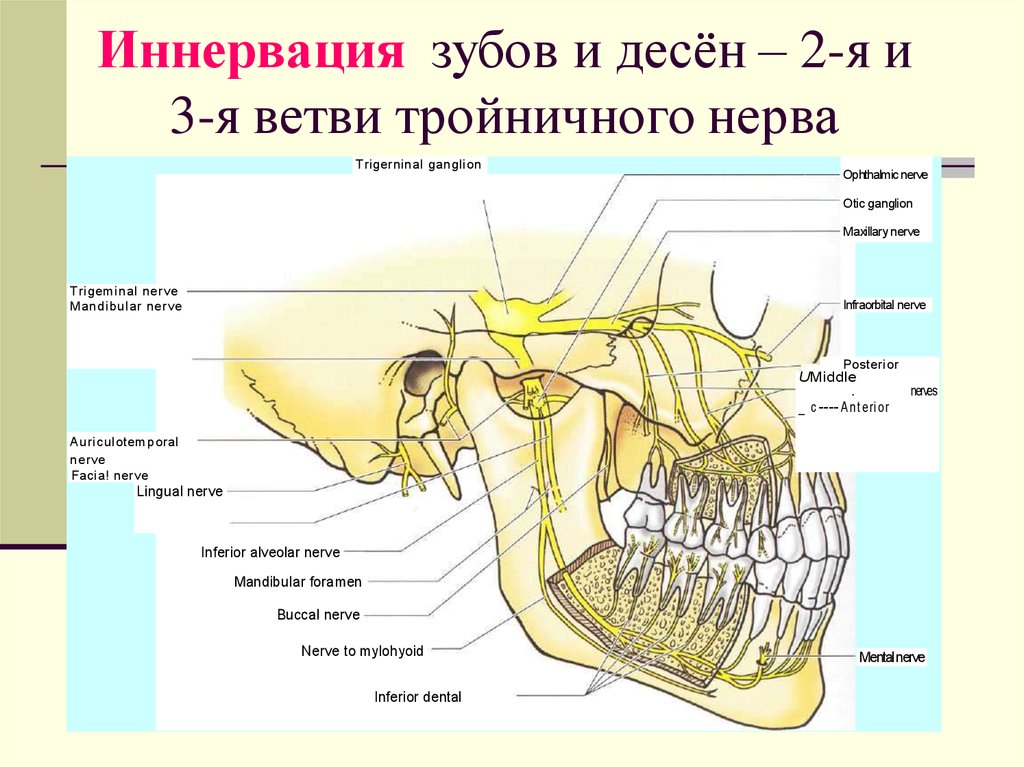 Лицевой нерв челюсти. Нижнечелюстной нерв анатомия схема. Иннервация нервов челюсти. Анатомия челюсти иннервация. Иннервация верхней челюсти схема.