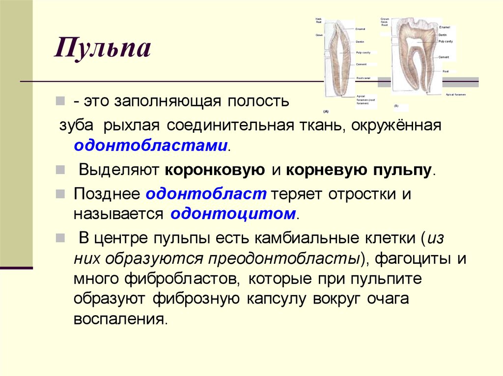 Что такое пульпа в зубе. Пульпа зуба презентация. Ткань заполняющая полость зуба.