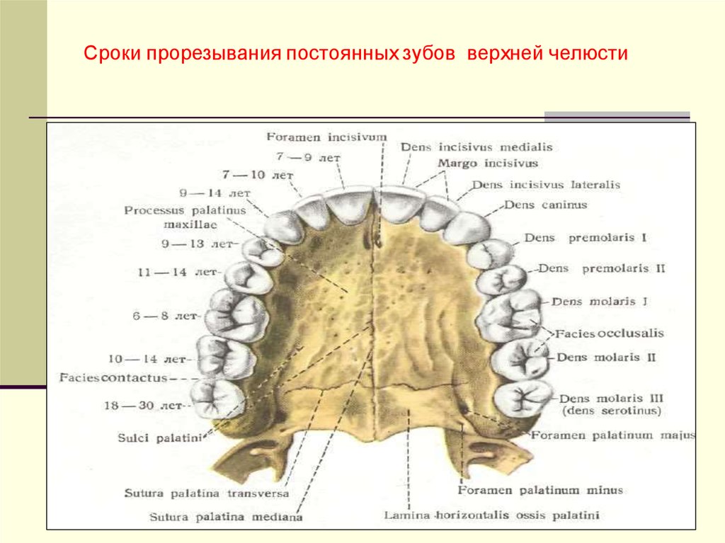 6 зуб снизу. Строение верхней челюсти снизу. Челюсть человека снизу. Зубы верхней и нижней челюсти анатомия. Верхняя челюсть анатомия строение вид снизу.