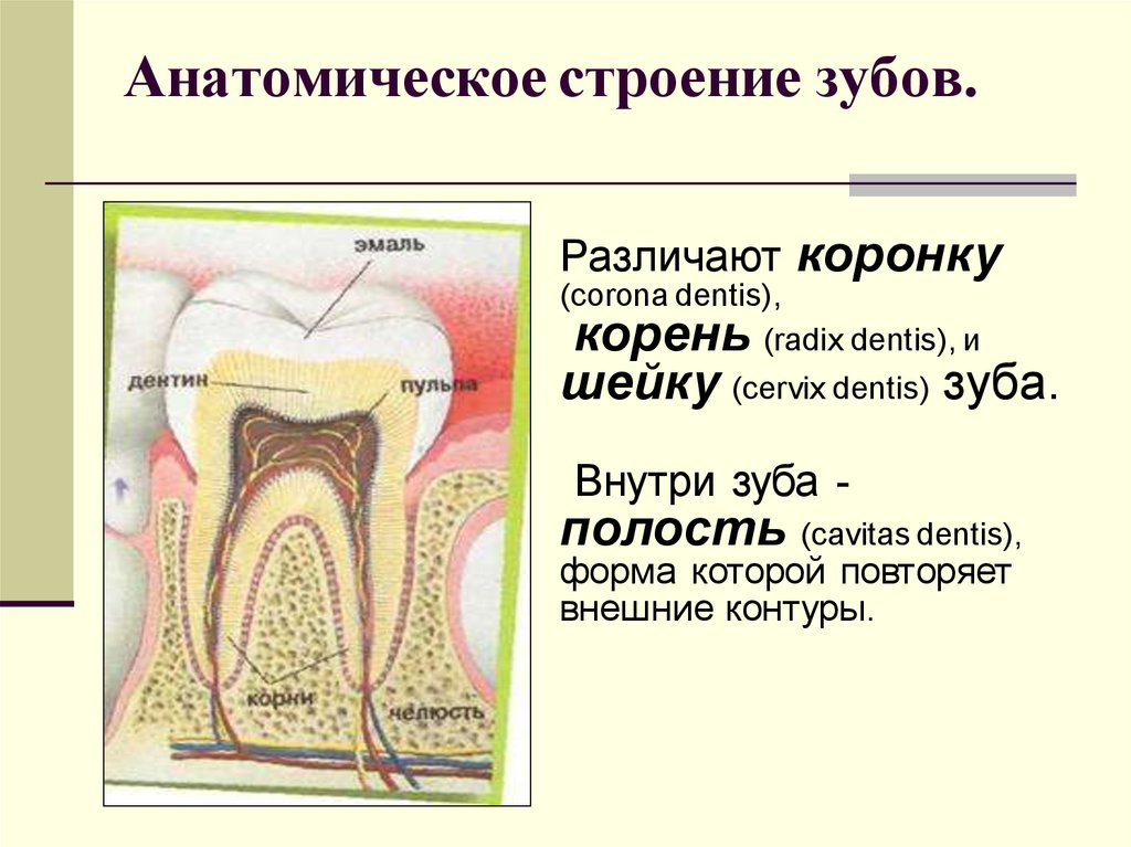 Какую функцию выполняет коронка зуба. Соединительная ткань строение зуба. Анатомическое строение фронтальных зубов. Строение корневых зубов. Анатомическое строение зуба анатомия.