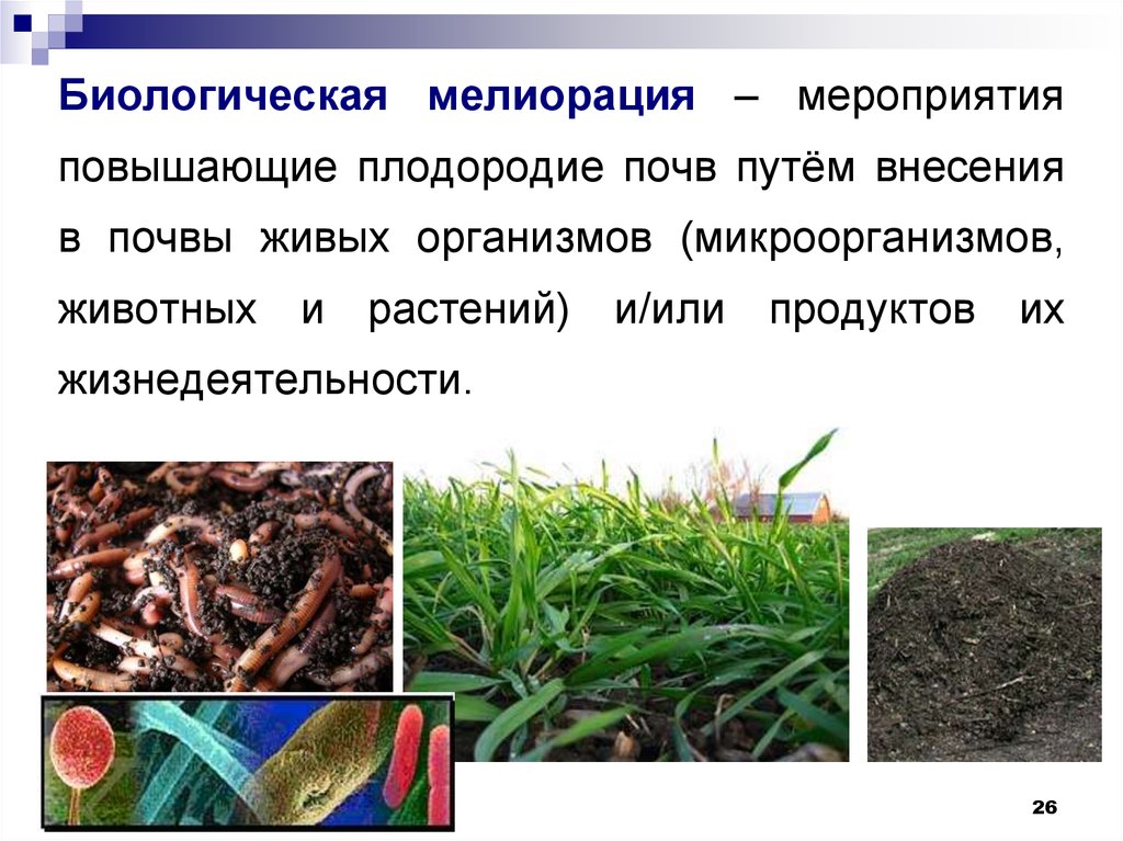 Элементы плодородия. Способы повышения плодородия почвы. Биологическая мелиорация. Способы улучшения почвы. Меры по улучшению плодородия почв.