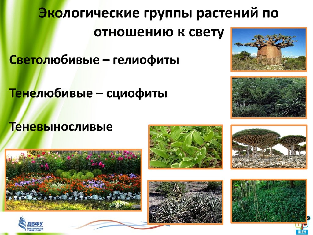 Группа растений которых является. Экологические группы растений. Экологические группы растений по отношению к свету. Экологические группы по отношению к свету. Экологические группы растений по отношению к освещению.