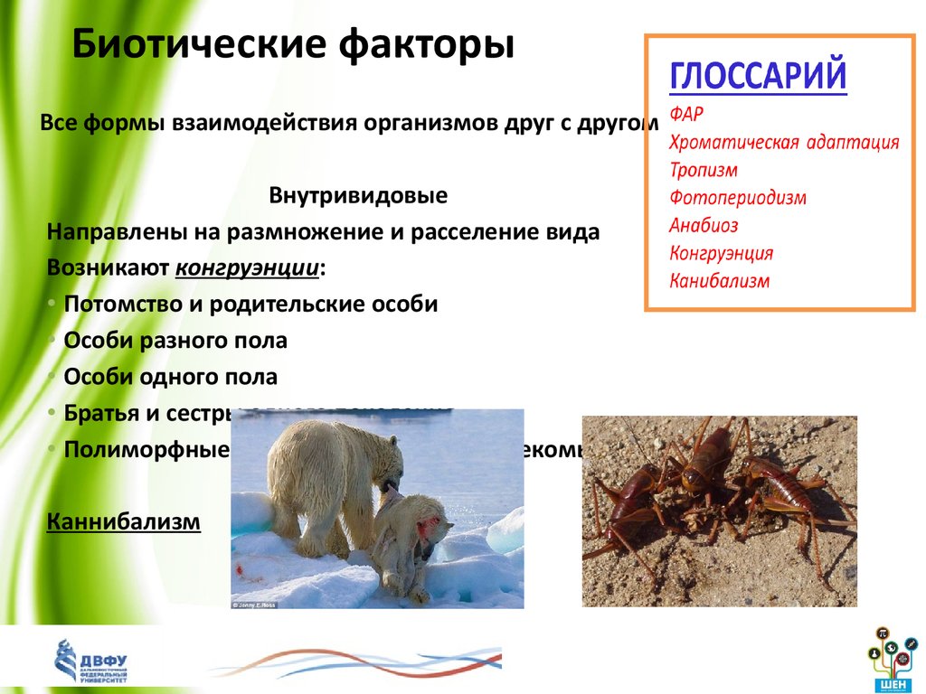 Биотические экологические факторы среды ответ. Биотические факторы белого медведя. Биотические факторы. Биотические факторы факторы. Биотические факторы примеры.