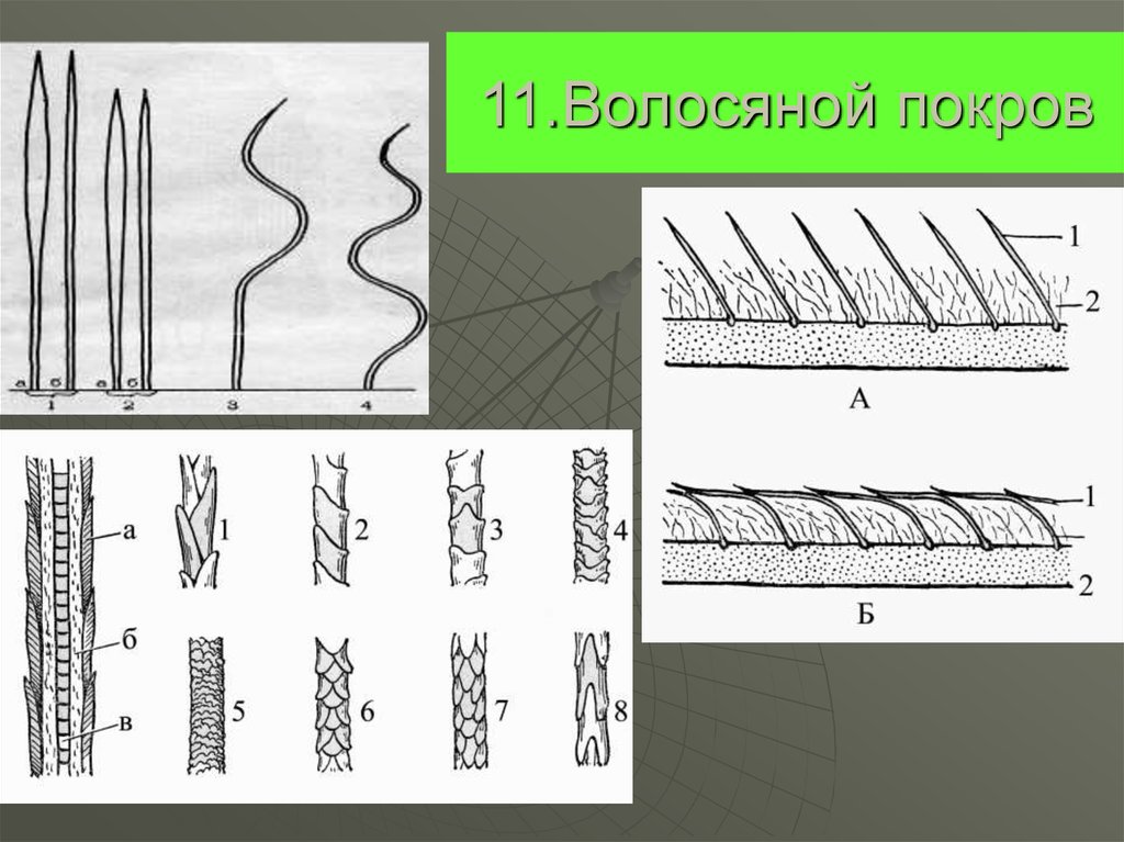 11.Волосяной покров