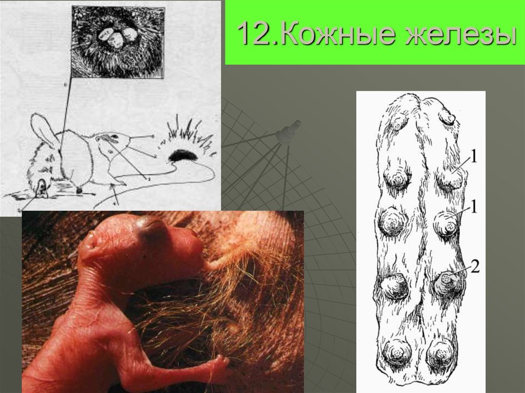 12.Кожные железы