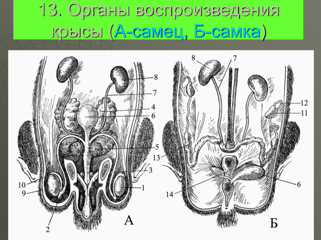 Органы воспроизведения. Самец и самка млекопитающих. Общая схема мочеполовой системы самца (а) и самки (б) костистой рыбы. Схема строения мочеполовой системы самца (а) и самки (б) акулы.