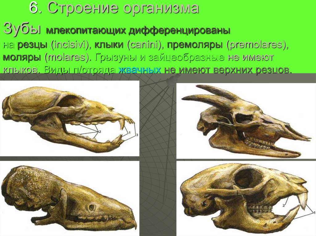 Какие зубы у млекопитающих дифференцированы. Строение зубов млекопитающих. Зубы млекопитающих типы. Зубная система млекопитающих. Дифференцированные зубы у млекопитающих.