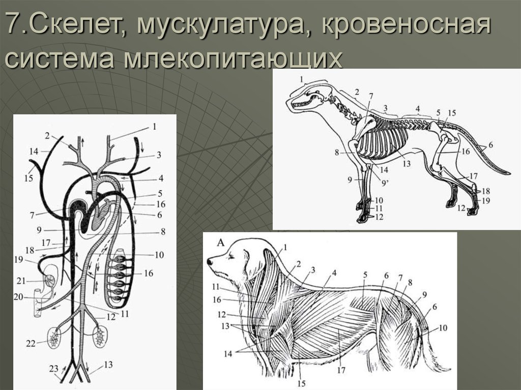 Млекопитающие кровеносная система. Кровеносная система млекопитающих. Мышечная система млекопитающих. Млекопитающие скелет кровеносная система. Скелет и мускулатура млекопитающих.