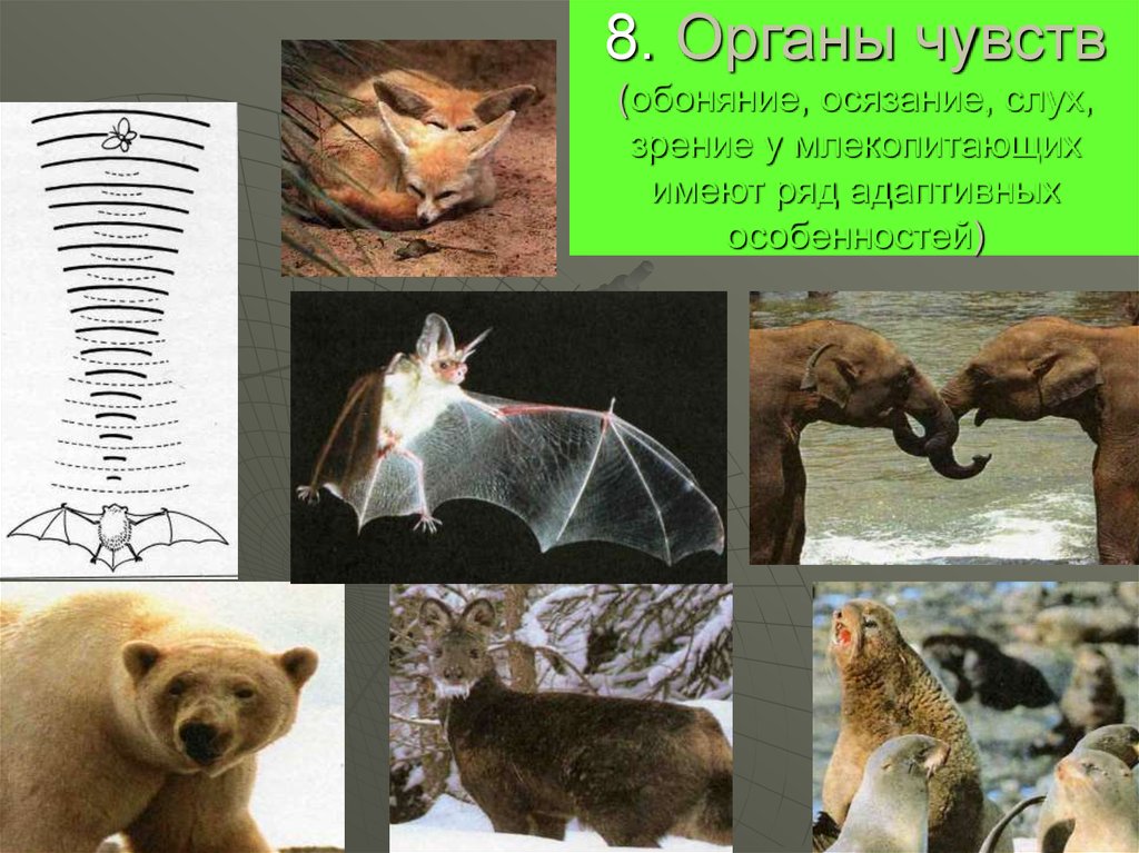 Органы обоняния у млекопитающих. Осязание у млекопитающих. Зрение млекопитающих. Млекопитающие с плохим обонянием. Обоняние у роющих млекопитающих.