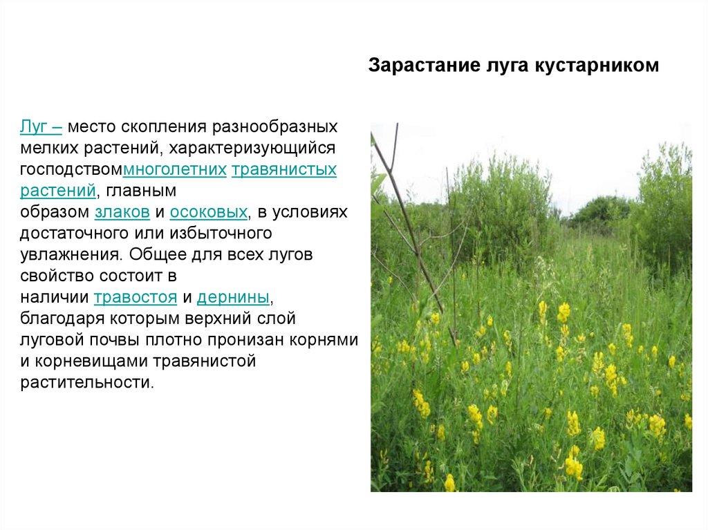 Природное сообщество лук. Растительный мир Саратовской области. Луговые травы кусты. Сообщение луговые травы. Луговой Тип растительности.