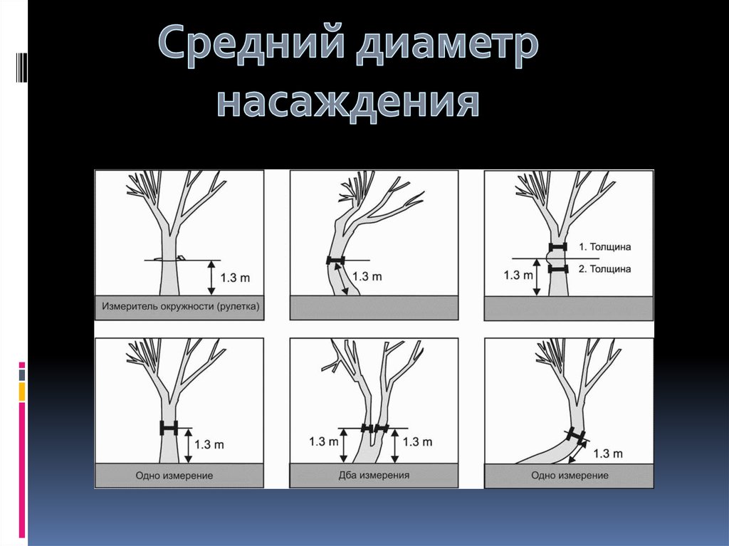 Средний диаметр. Средний диаметр насаждения. Средняя высота насаждения. Диаметр древостоя. Средняя высота древостоя.