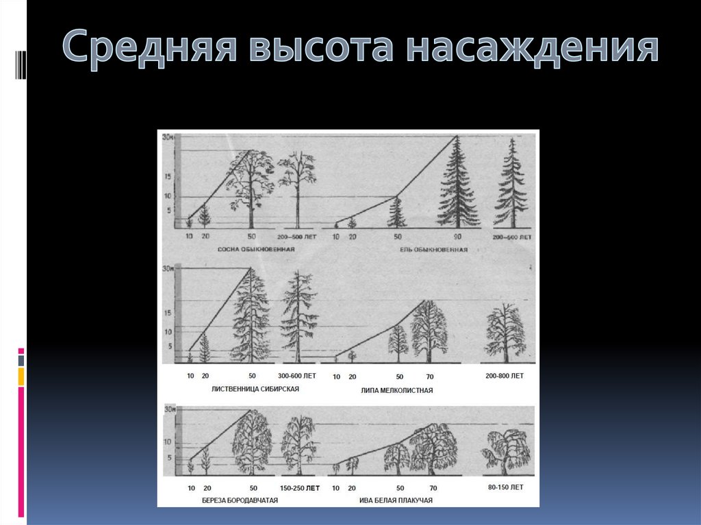 Форму среднюю высоту и. Средняя высота древостоя. Средняя высота насаждения. Средняя высота древостоя элемента леса. Измерение средний высоты древостоя.