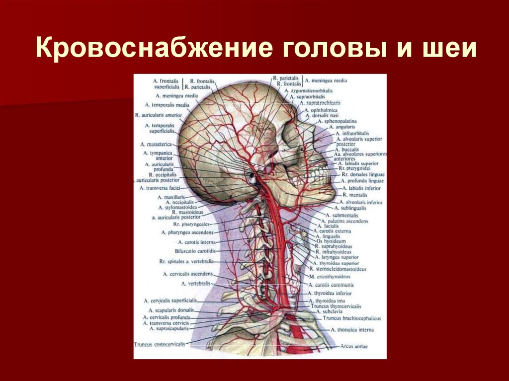 Голова головной мозг шея. Строение сосудов шеи сбоку. Артерии кровоснабжающие головной мозг. Артерии шеи и головы вид сбоку. Сонная артерия кровоснабжение головы.