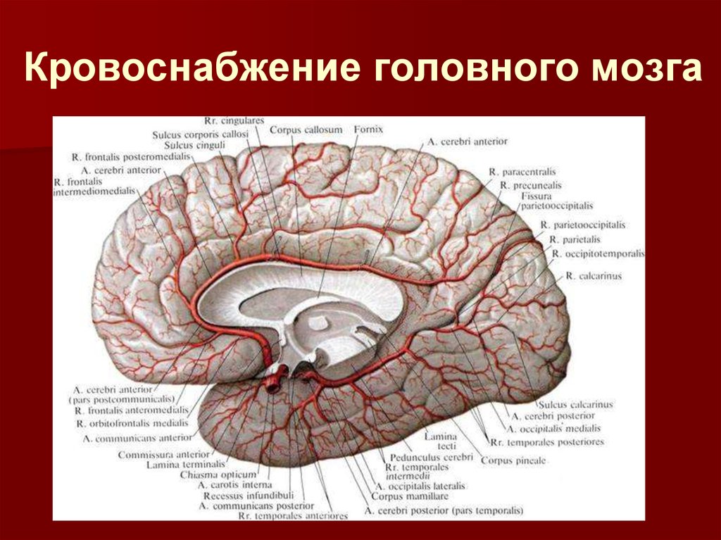 Кровоснабжение мозга препараты. Артерии головного мозга медиальная поверхность. Кровоснабжение мозолистого тела головного мозга. Анатомия головного мозга человека кровоснабжение. Артерии головного мозга Сагиттальный срез.
