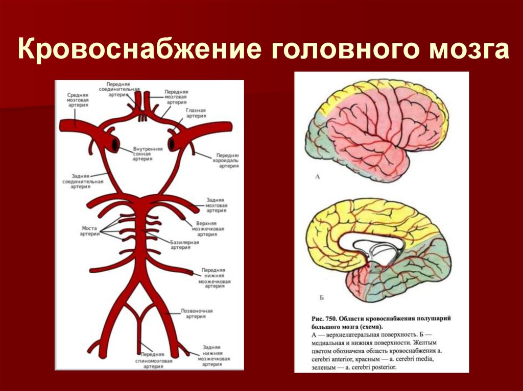 Круг кровообращения головы. Артерии питающие головной мозг схема. Зоны кровоснабжения мозговых артерий. Кровоснабжение мозга Виллизиев круг. Кровеносная система головного мозга человека схема.
