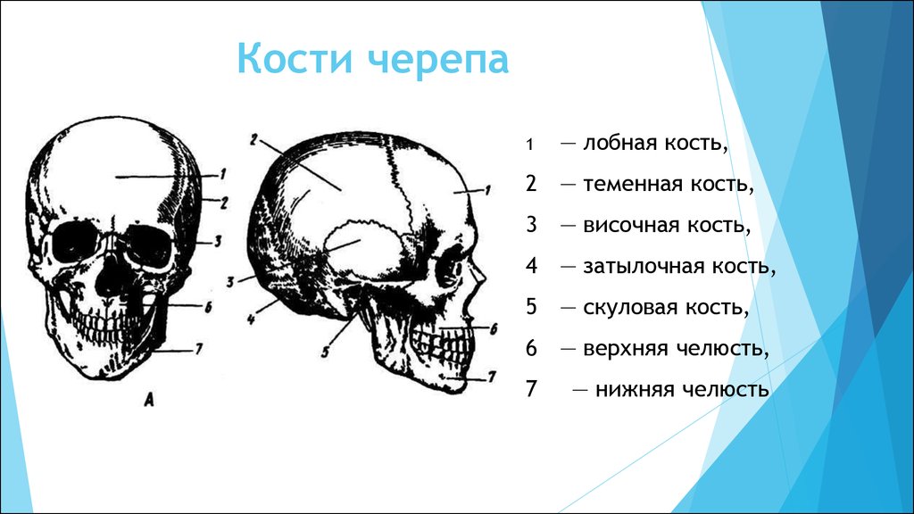 Кости черепа каждая кость. Строение черепа спереди и сбоку. Кости черепа человека анатомия. Кости черепа с обозначениями. Лобная кость затылочная кость височная кость.