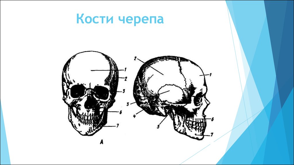 Состав кости черепа