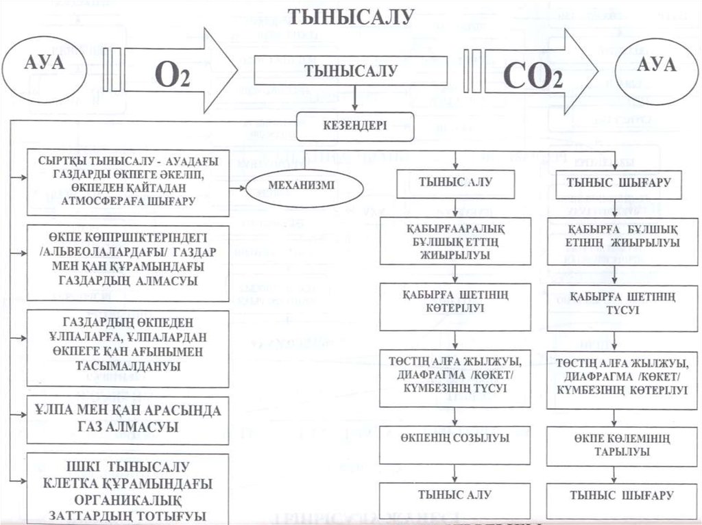 Алу жолдары. Тыныс алу процесі презентация. Өкпедегі ГАЗ алмасу механизмі. 4 Операции алу. Тыныс алу процесі 7 сынып химия презентация.