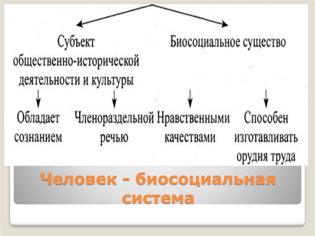 Человек биосоциальное существо схема 6 класс - 94 фото