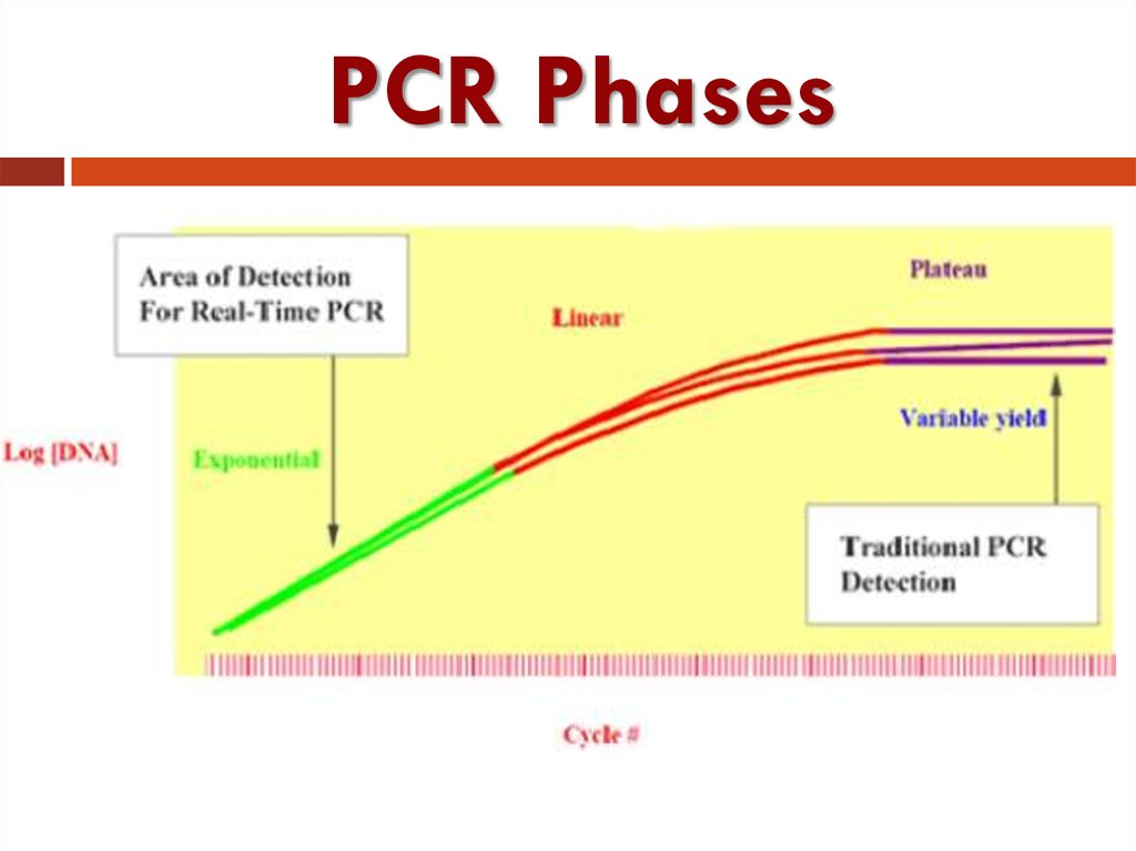 Расширенная фаза. Real time PCR Detection. Real time PCR DNA Amplification. Polymerase Chain Reaction. PCR real time line.