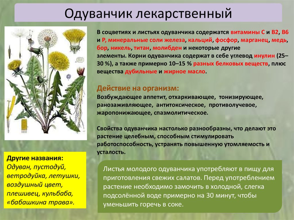 Лечение цветками одуванчика. Лекарственные растения одуванчик лекарственный. Одуванчик полезное растение. Одуванчик лекарственный характеристика. Характеристика одуванчика.